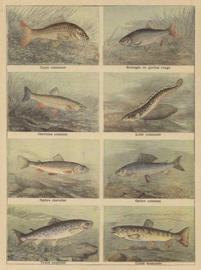 淡水魚 作： French School